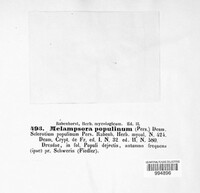 Melampsora populina image